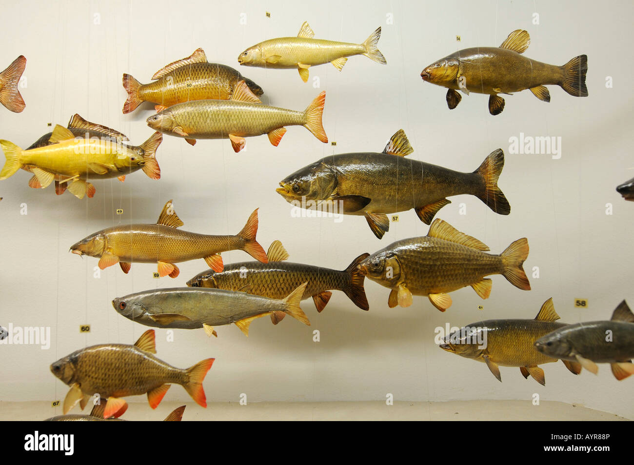 Modelos de pescado, Deutsches Jagd- und Fischereimuseum (Museo Alemán de Caza y Pesca), Munich, Baviera, Alemania Foto de stock