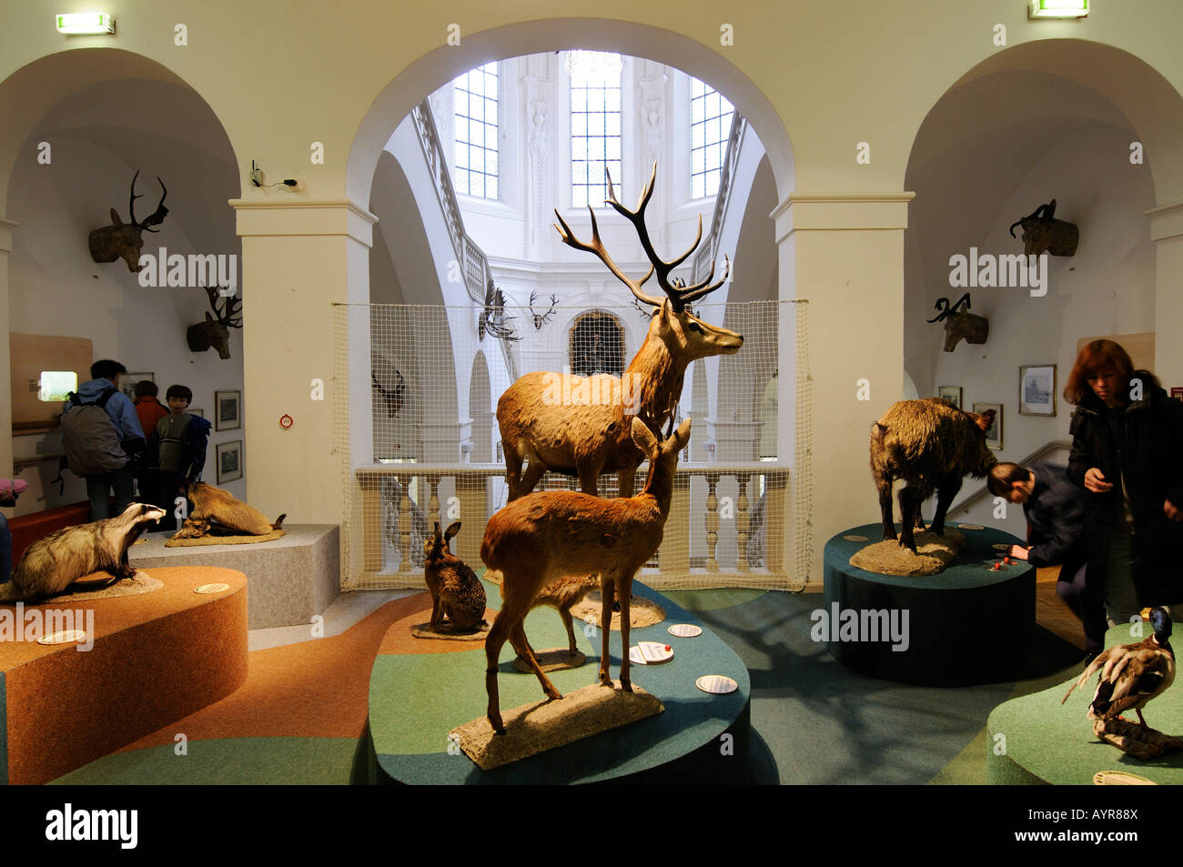 Los animales de peluche, Deutsches Jagd- und Fischereimuseum (Museo Alemán de Caza y Pesca), Munich, Baviera, Alemania Foto de stock