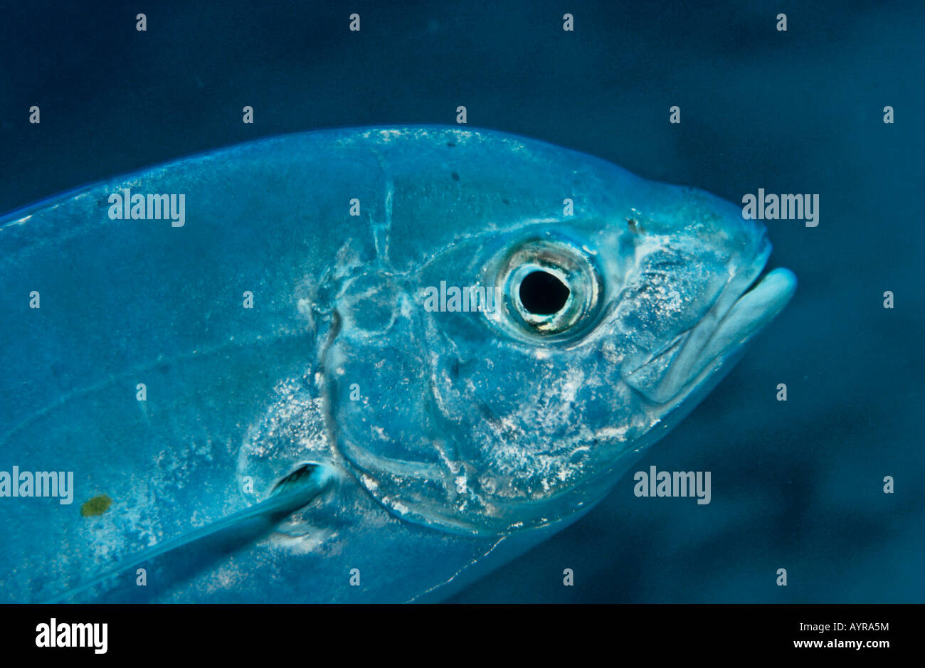Jureles patudo u ojo grande Jack (Caranx sexfasciatus), Maldivas Foto de stock