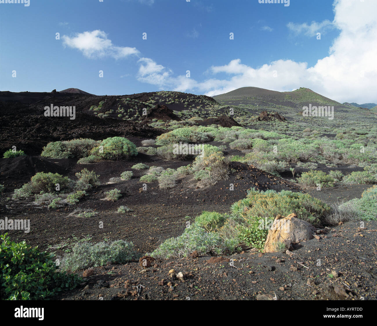 Vulkan Teneguia, Vulkanlandschaft, Gewaechse auf Lavaasche, junge Frau spaziert durch Vulkanlandschaft, Fuencaliente, La Palma, KANARISCHE INSELN Foto de stock