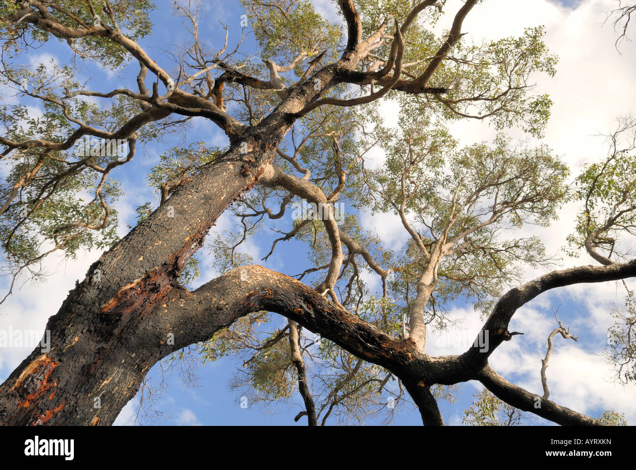 Vista del gusano de un eucalipto - o gum tree, que ha producido la resina, Ambergate Reserva, Busselton, Australia Occidental, Austra Foto de stock