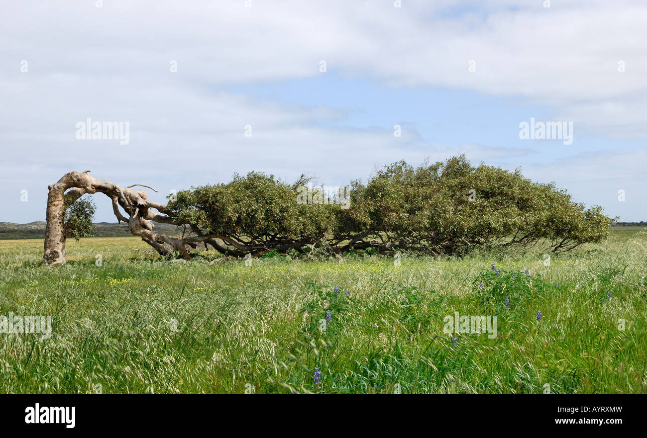 Árbol inclinada, gum tree (Eucalipto) soportar años de fuerte viento del mar, Geraldton, Australia Occidental, Australia Foto de stock