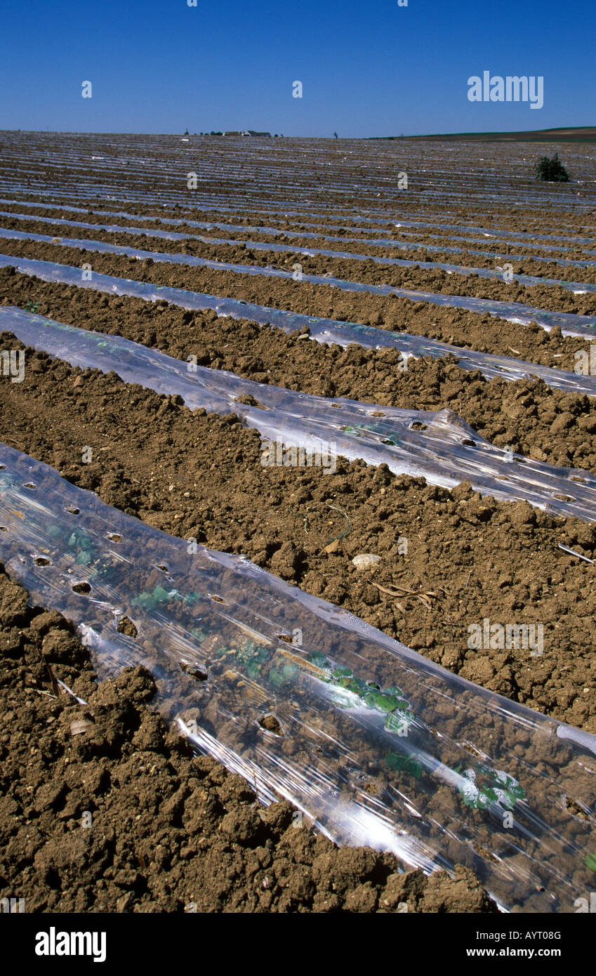 Lona de plástico en un campo, la provincia de Cádiz, Andalucía, España Foto de stock