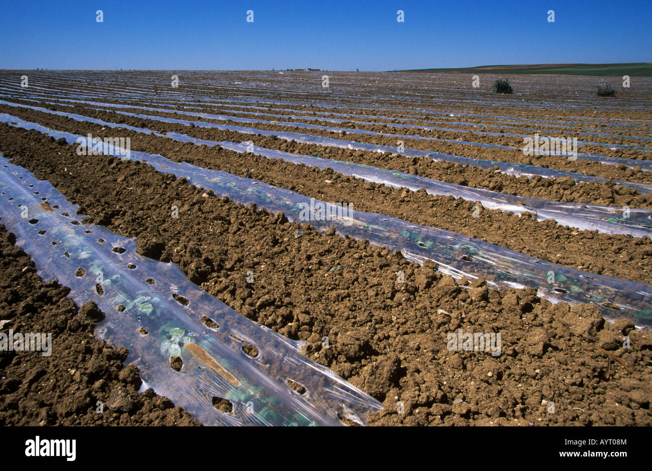 Lona de plástico en un campo, la provincia de Cádiz, Andalucía, España Foto de stock