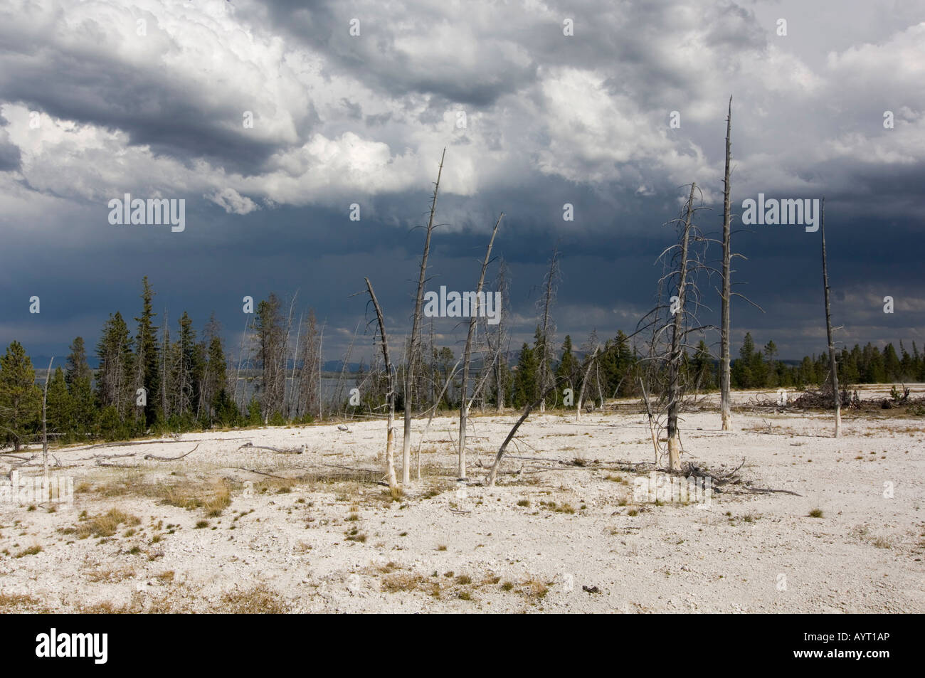 Los árboles muertos, West Thumb Geyser Basin, el Parque Nacional Yellowstone, Wyoming, EE.UU. Foto de stock