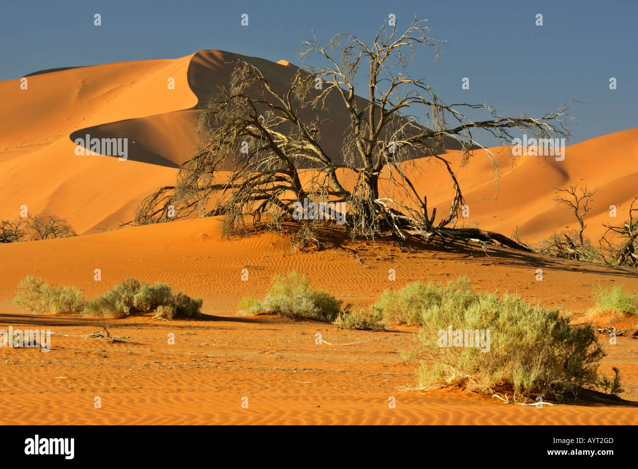 Una duna de arena con dead Camel Thorn Tree Acacia erioloba Sossusvlei desierto de Namib Naukluft Parque Namib Namibia África Foto de stock