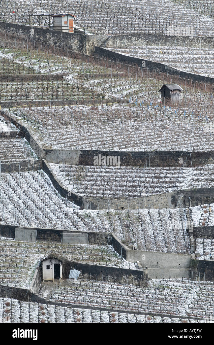 Escena de los viñedos de Lavaux suizo a orillas del lago de Ginebra, en invierno tras una ligera nevada. Foto de stock
