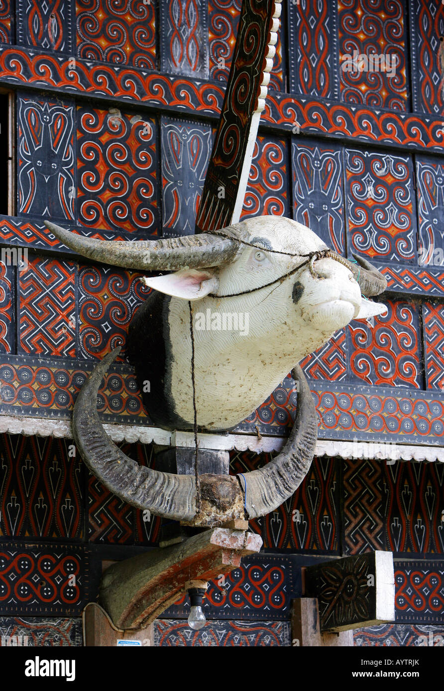 Indonesia: cabeza y cuernos de búfalo anclado a una casa tradicional en Torajaland, Sulawesi Foto de stock