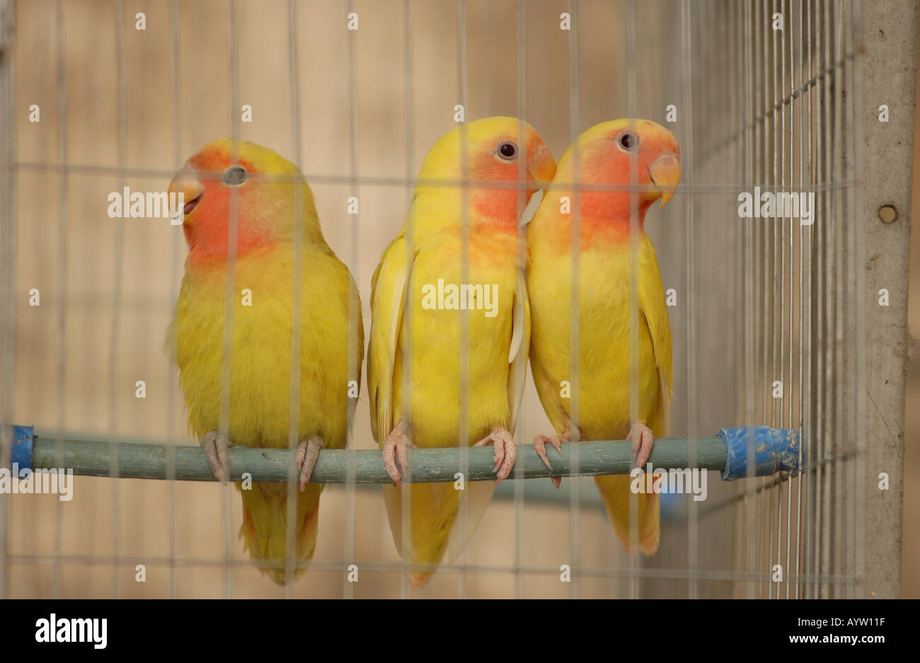 Cerca de tres aves en una jaula de pájaros La Habana Cuba Fotografía de  stock - Alamy