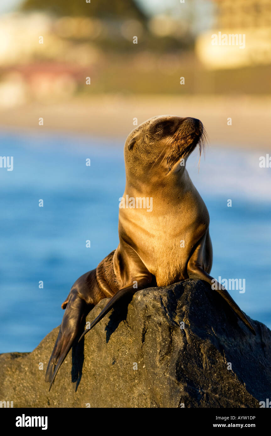 Bebé león marino fotografías e imágenes de alta resolución Alamy