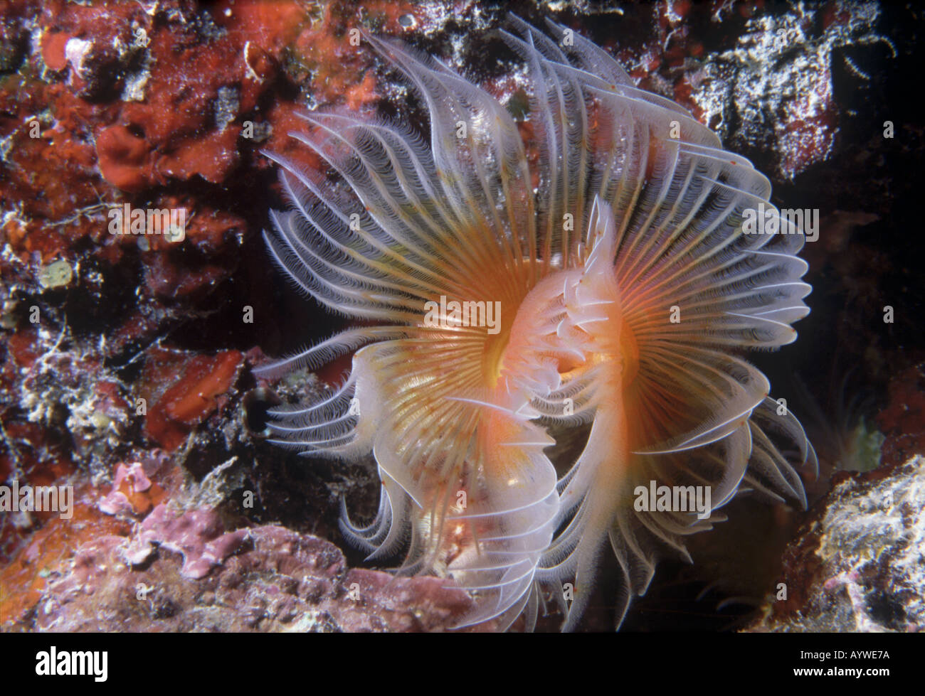 El color naranja-blanco feathery branquias de este gusano de tubo filtrar  el agua y se retraen en el tubo cuando perturbado Fotografía de stock -  Alamy