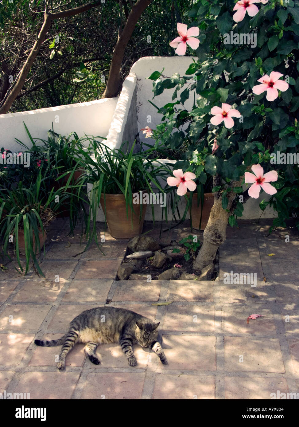 Atigrado Tom Cat durmiendo en un patio embaldosado en España Foto de stock