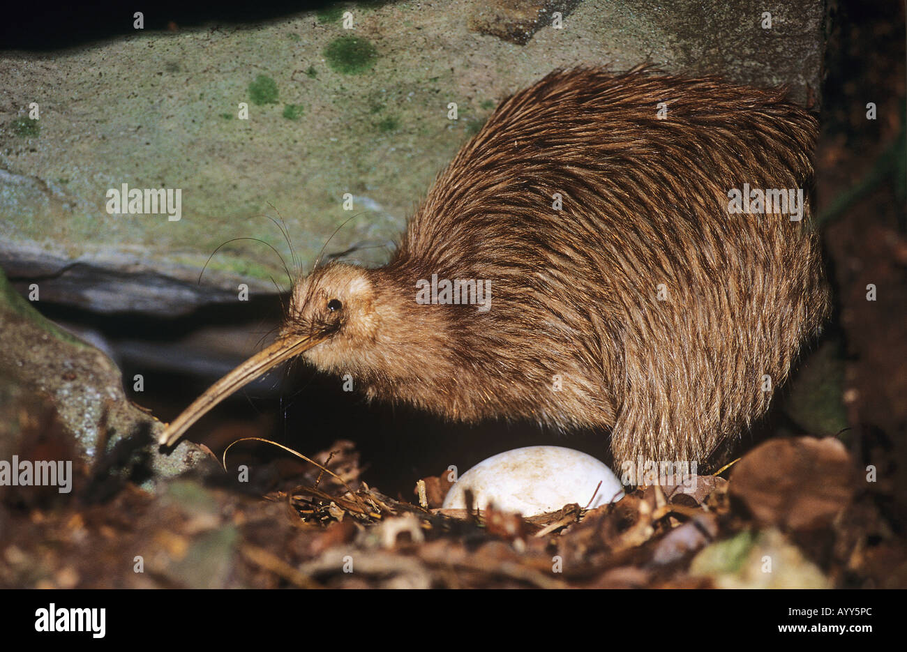 Kiwi Bird Egg Fotos E Imagenes De Stock Alamy