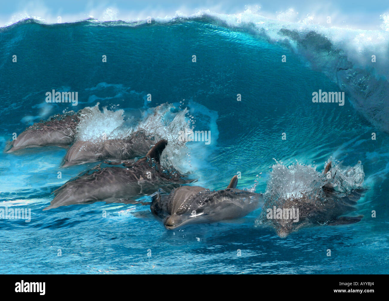 El delfín mular, comunes delfines nariz de botella (Tursiops truncatus), cinco individuos de lado a lado, natación, con onda en th Foto de stock