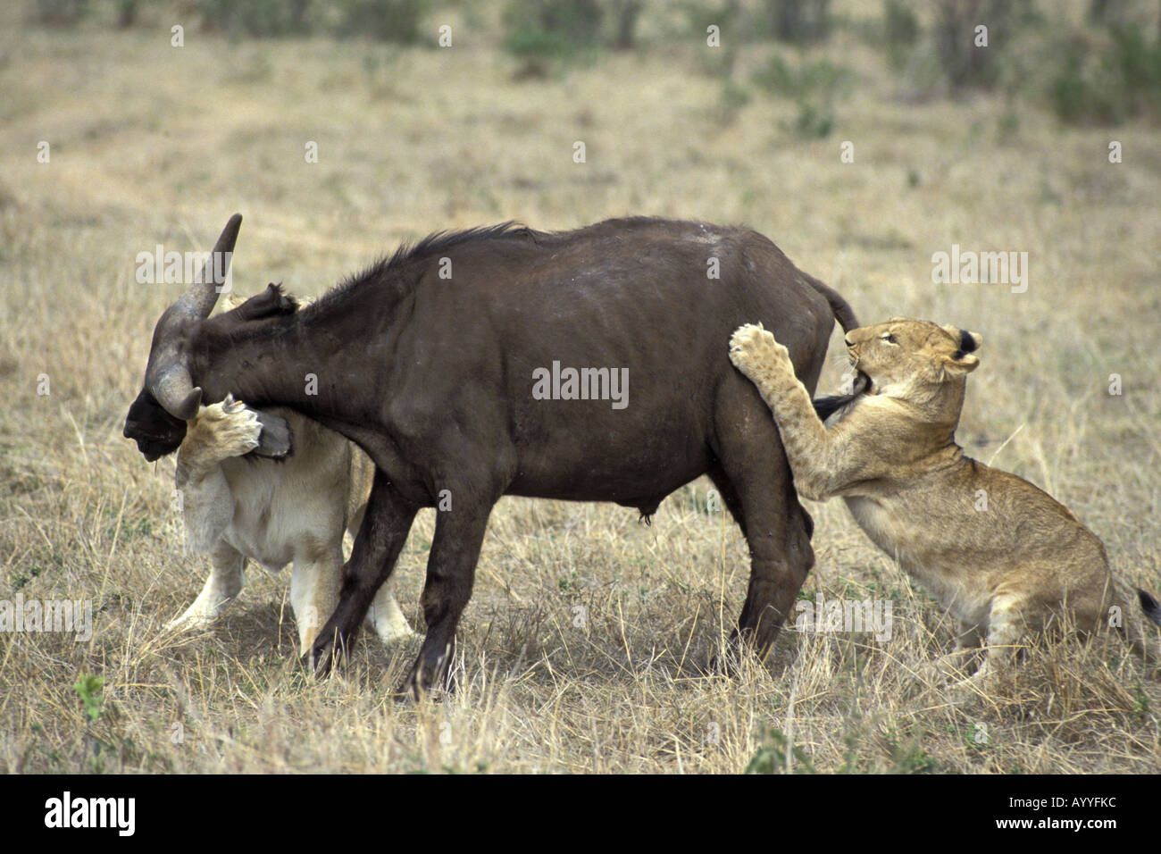 Leones atacando a los búfalos fotografías e imágenes de alta resolución -  Alamy