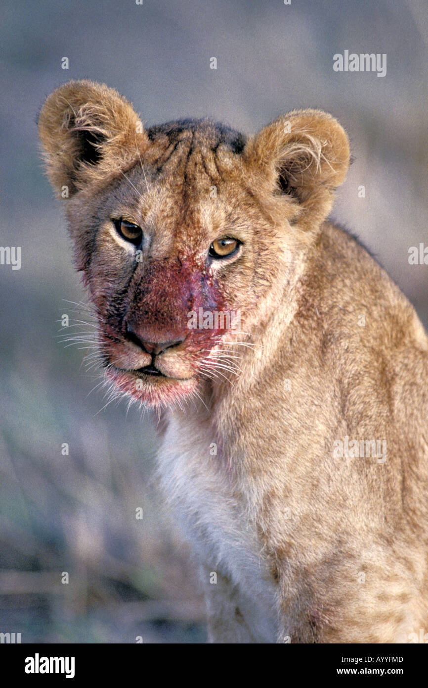 León (Panthera leo), retrato con sangrientos boca, Kenia, Masai Mara la  Reserva de Vida Silvestre Fotografía de stock - Alamy
