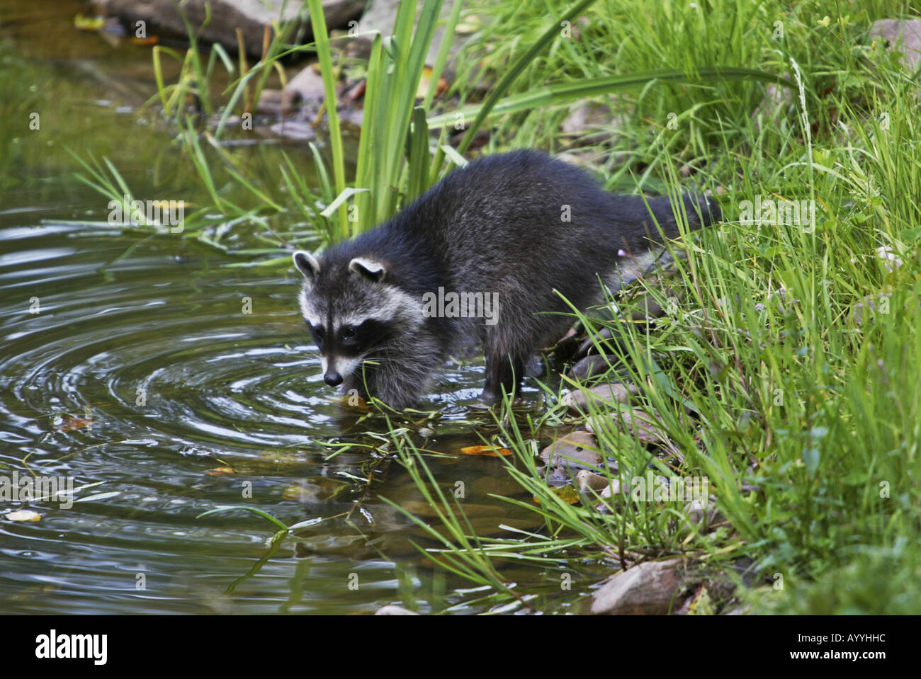 Comunes de mapache (Procyon lotor), en la orilla del lago Foto de stock