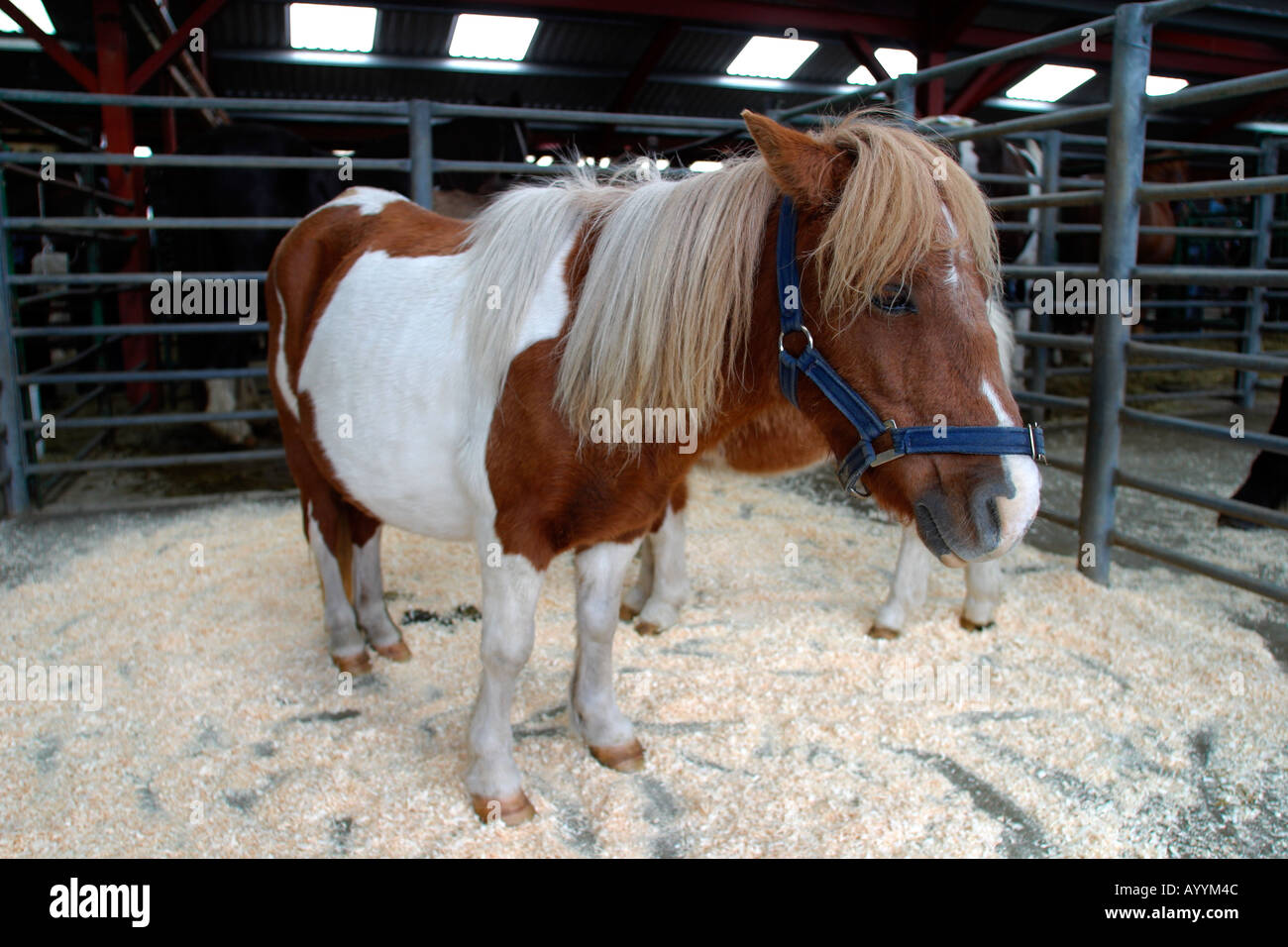 Skewbald Shetland Pony, yegua y potro esperando pacientemente en la venta  de caballos Fotografía de stock - Alamy