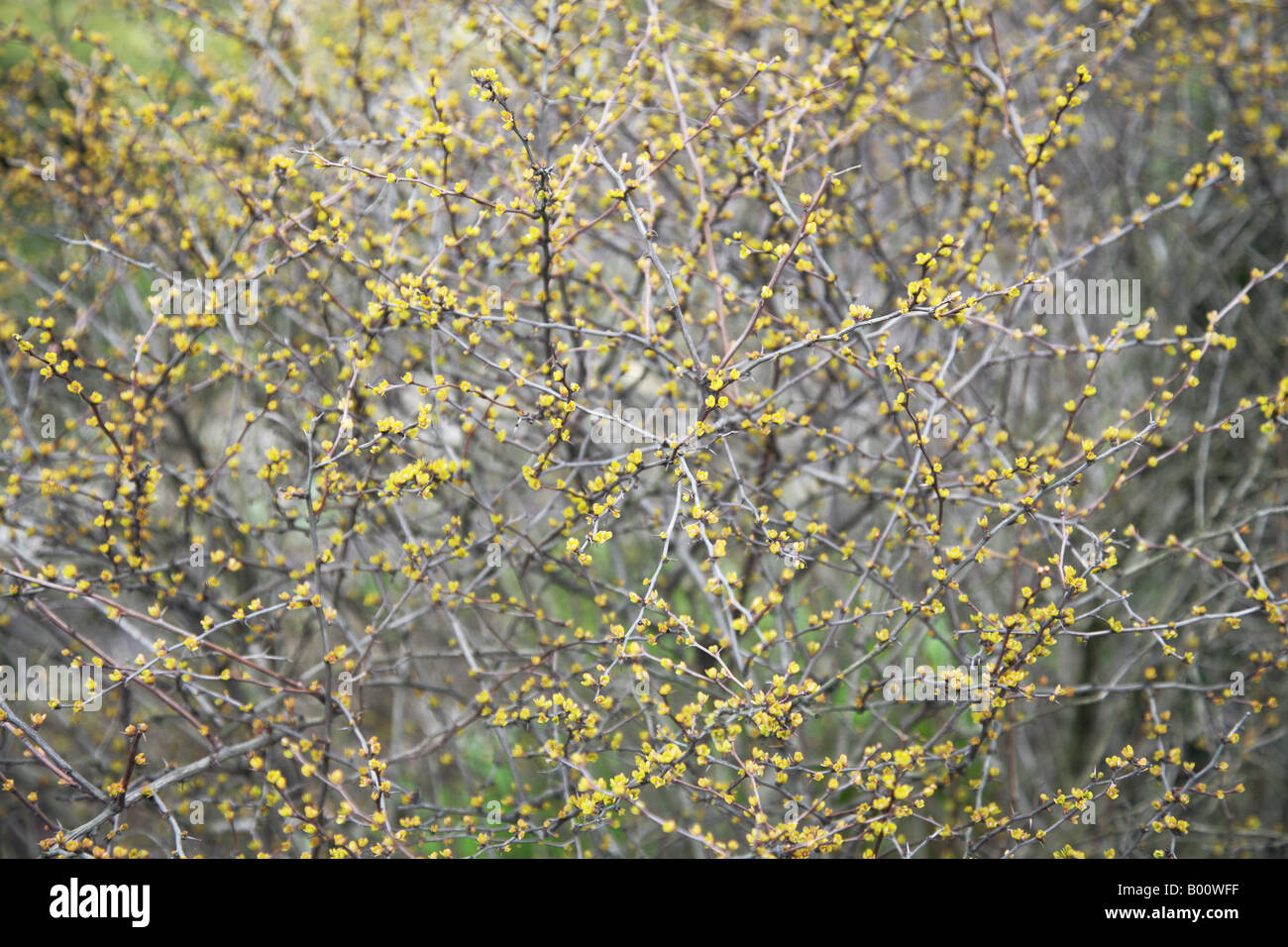 En el jardín japonés Fotografía de stock - Alamy