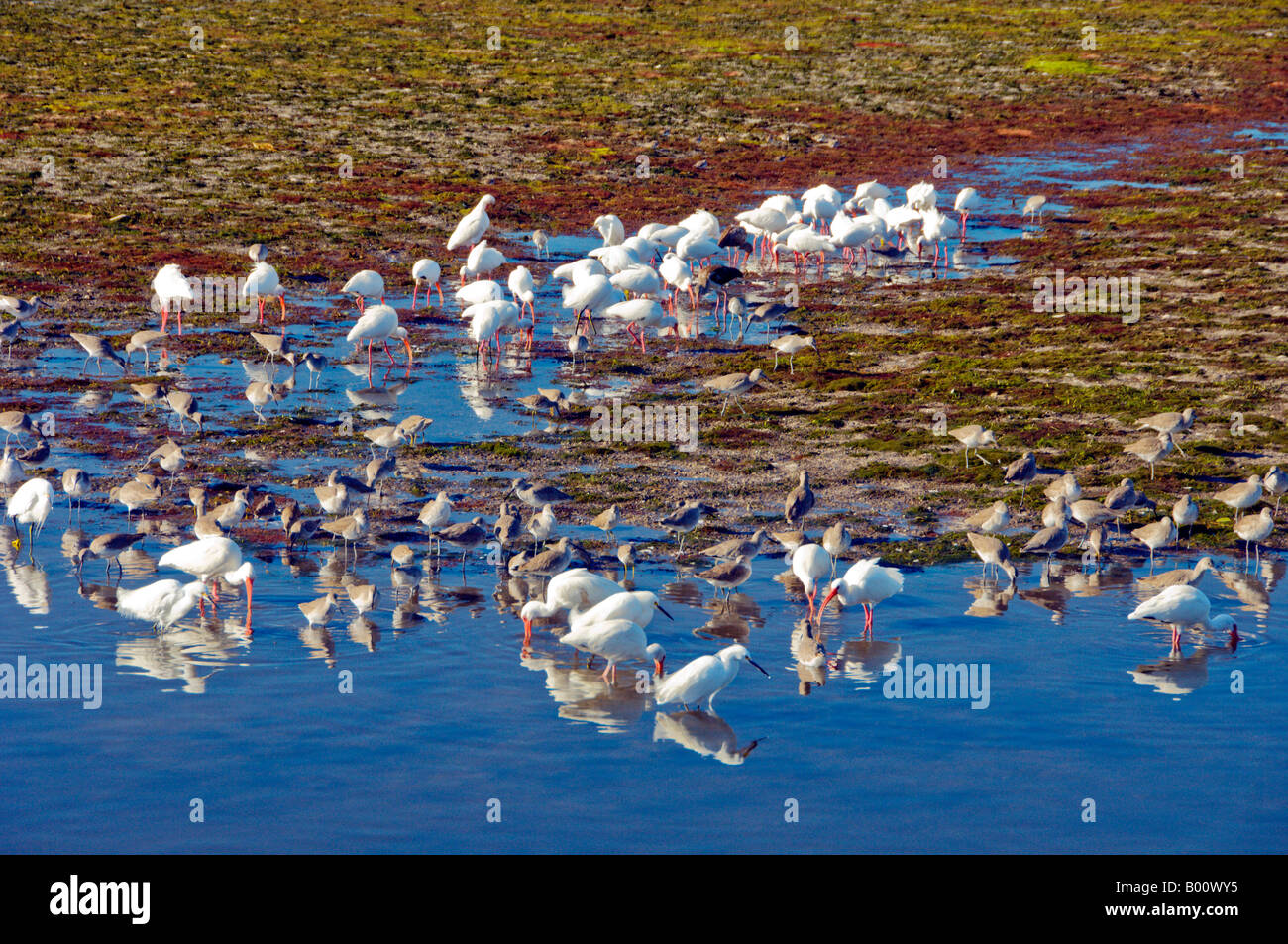 Pájaros tropicales como el Ibis Blanco se alimentan en los pantanos de Sanibel Island, Florida, EE.UU. Foto de stock