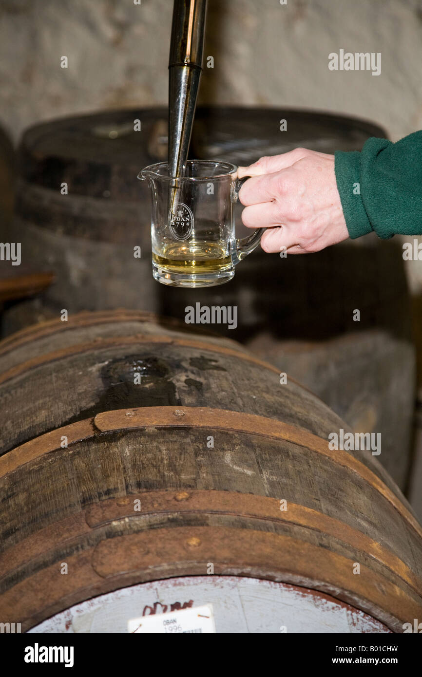 Hombre probando whisky escocés a partir de un bunghole de barrica de roble, utilizando una herramienta de muestreo de barricas Valinch Spirit de cobre largo en Oban Distillery Argyl, Escocia Reino Unido Foto de stock