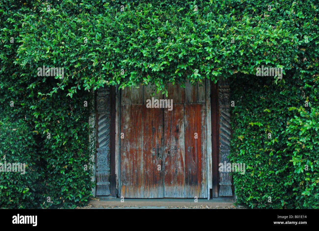 Puerta de entrada de madera rodeada de hiedra verde Foto de stock