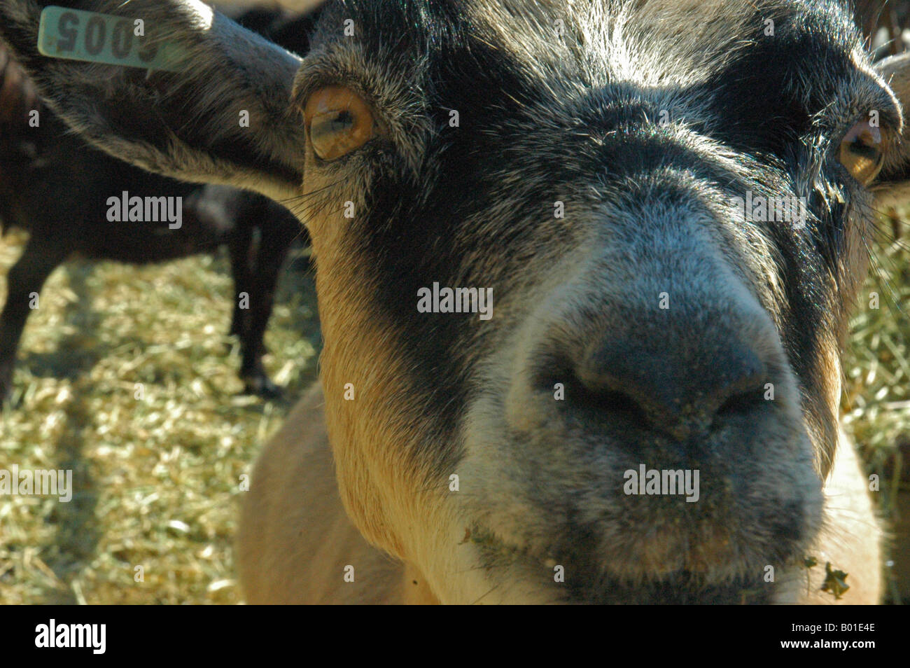 Una curiosa cabra en su cara con una gran nariz de cabra y extraños Ojos de cabra. Foto de stock