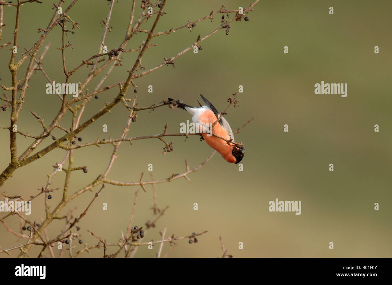 Comer bayas secas Bullfinch macho en el árbol Foto de stock