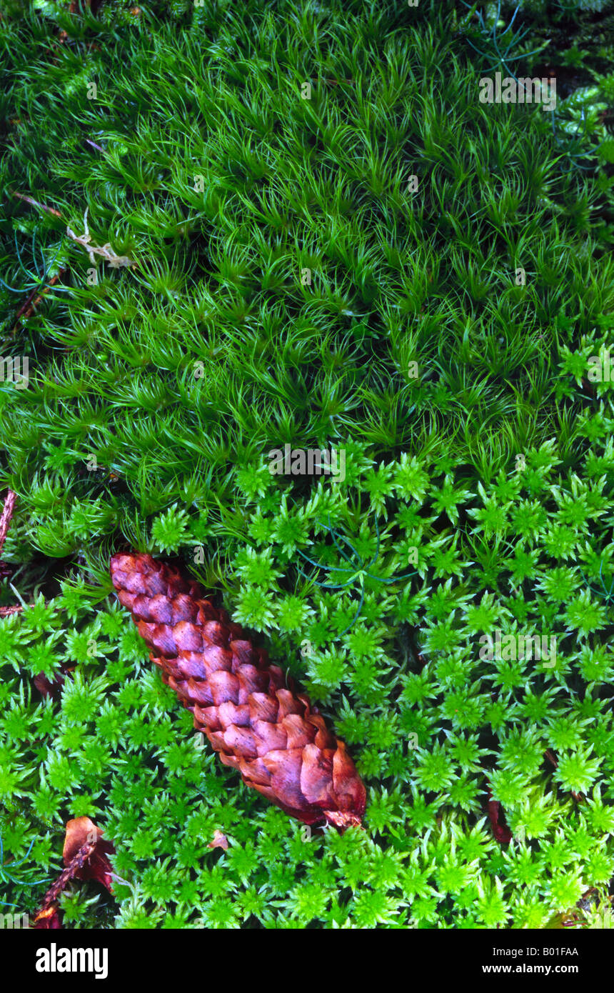 La turba y la escoba musgos crecen en un bosque cenagoso de la isla, Bohuslan Askeron, Suecia Foto de stock