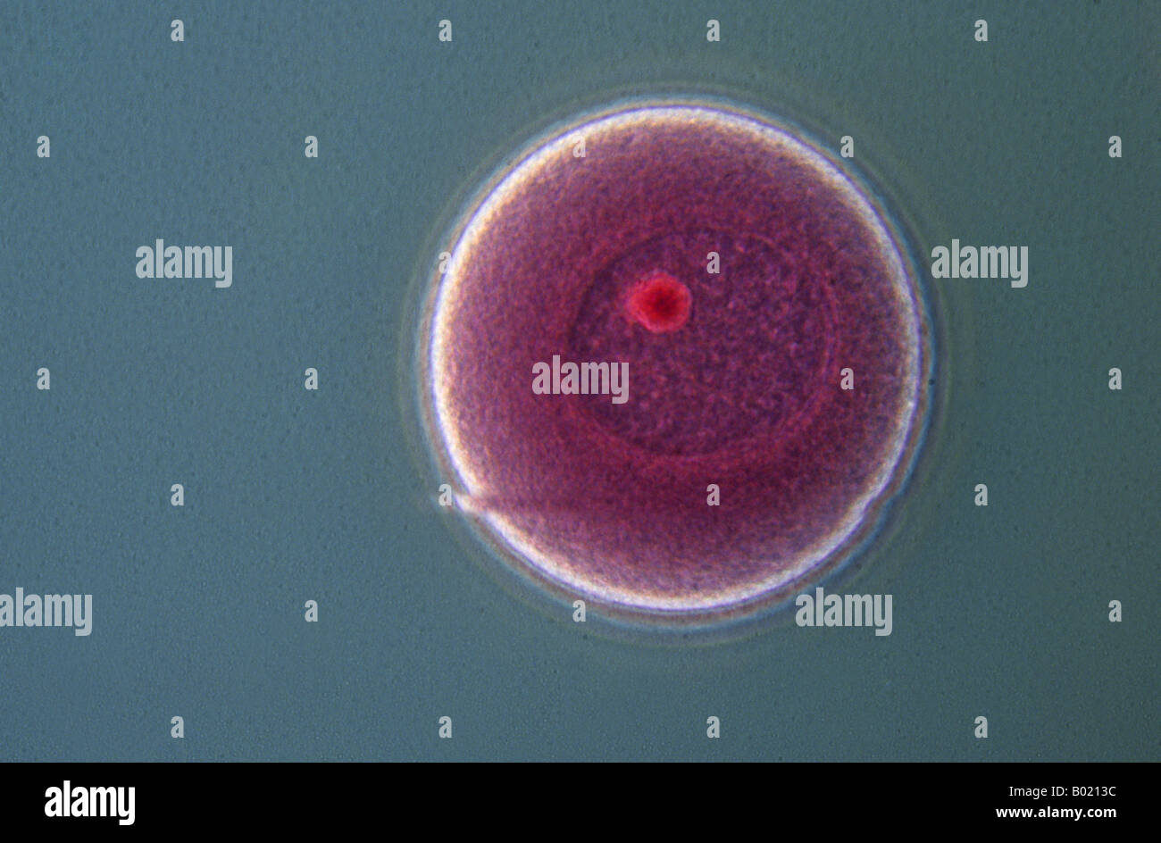 Mitosis de una celula animal fotografías e imágenes de alta resolución ...