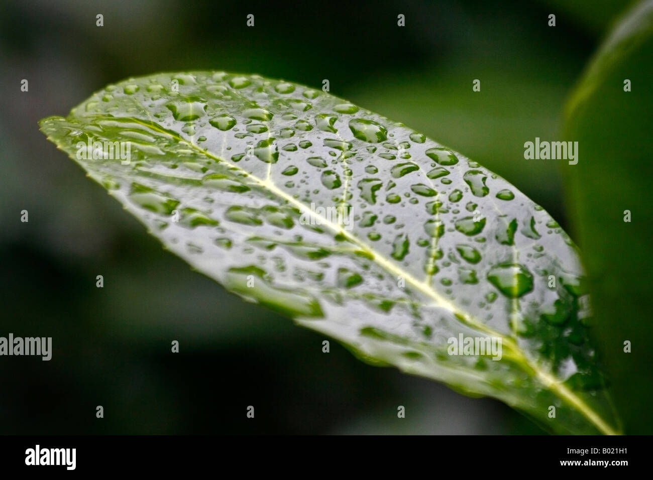 Las gotas de lluvia en una hoja Foto de stock