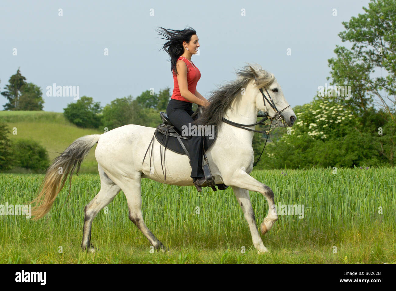 Señora montando un caballo fotografías e imágenes de alta resolución - Alamy