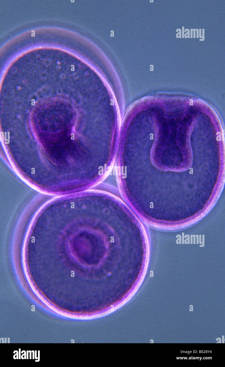 Gástrula Fotografía de stock - Alamy