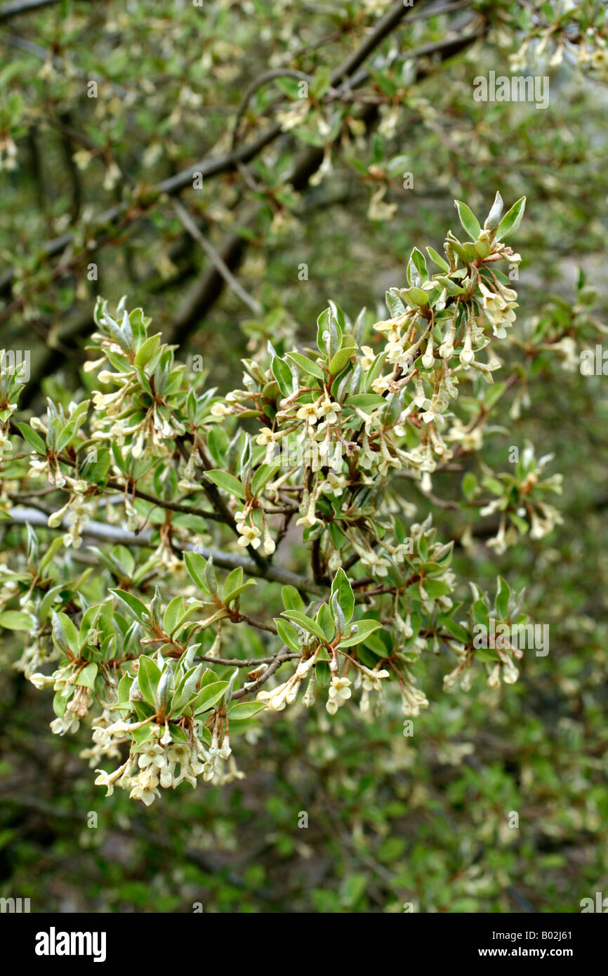 ELAEAGNUS MULTIFLORA especies caducifolias en flor a finales de abril Foto de stock