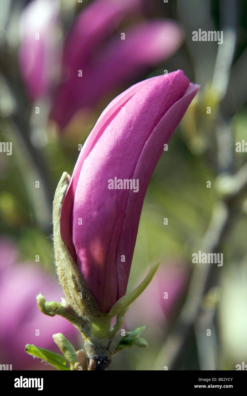 Magnoliaceae magnolia apollo arbusto violeta profundo del Himalaya en  Surrey garden border Fotografía de stock - Alamy