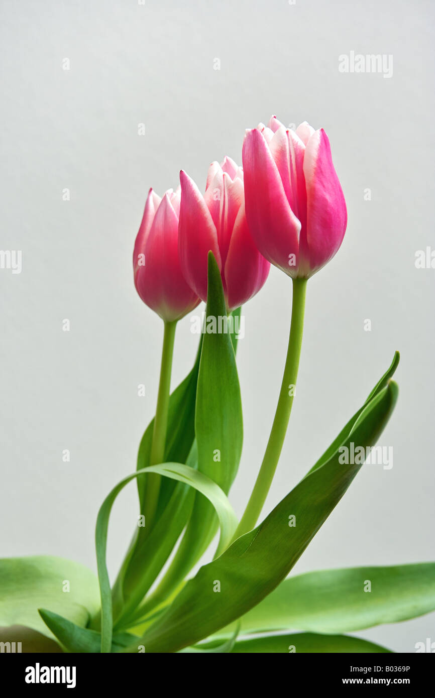 Tres rosas tulipanes sobre un fondo blanco. Foto de stock