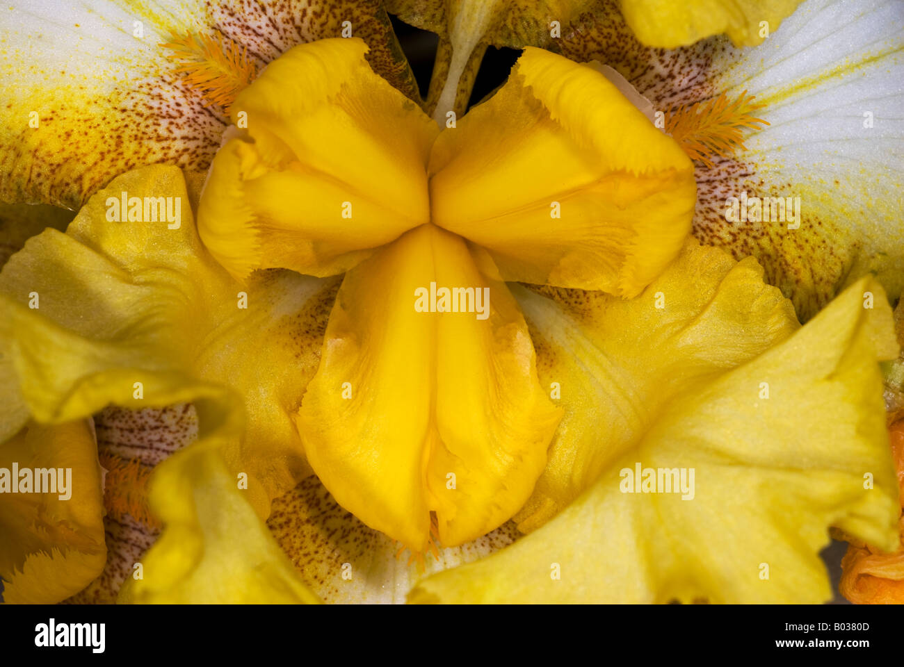 Barba amarilla flor iris closeup Foto de stock