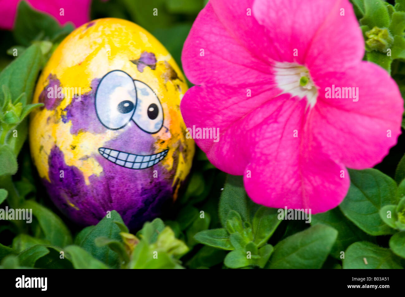 Un feo, amarillo y violeta huevo de Pascua con un rostro mira fijamente una hermosa rosa petunia bloom. Foto de stock