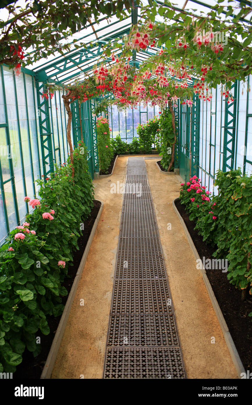 Túnel cubierto de flores con fuscias Royal invernaderos (Les Serres Royales de Laeken) en Laeken, Bruselas, Bélgica Foto de stock