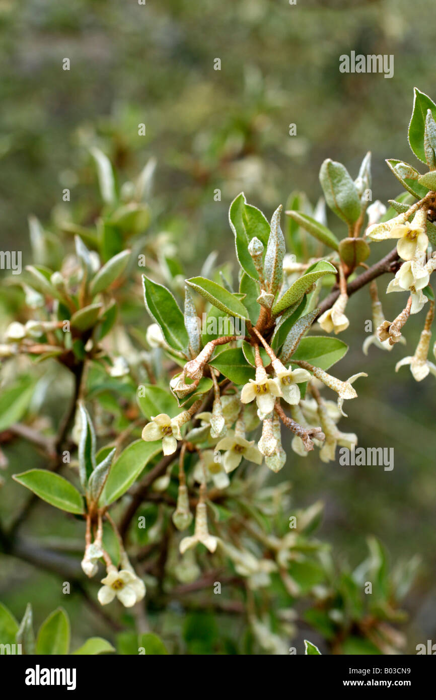 ELAEAGNUS MULTIFLORA especies caducifolias en flor a finales de abril Foto de stock