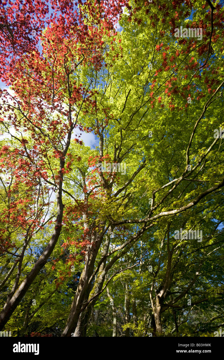 En la primavera, el rojo y el verde palmate arces (Francia). Palmés Erables rouges et verts (Acer palmatum) au printemps (Francia). Foto de stock