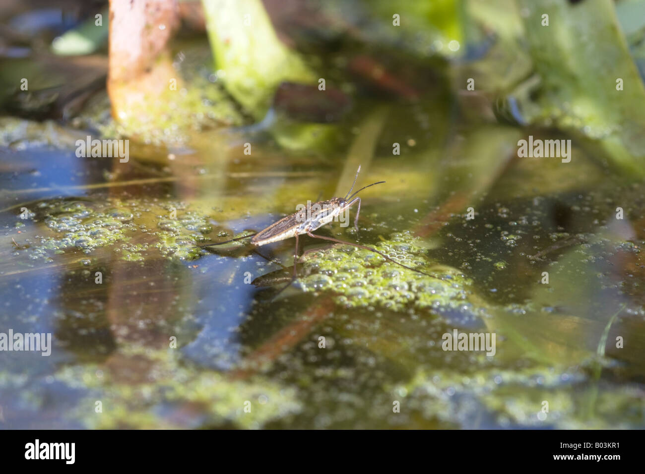 Un estanque, Gerris scater especies. Un insecto acuático que puede caminar sobre el agua. En abril de 2008, los Países Bajos Foto de stock
