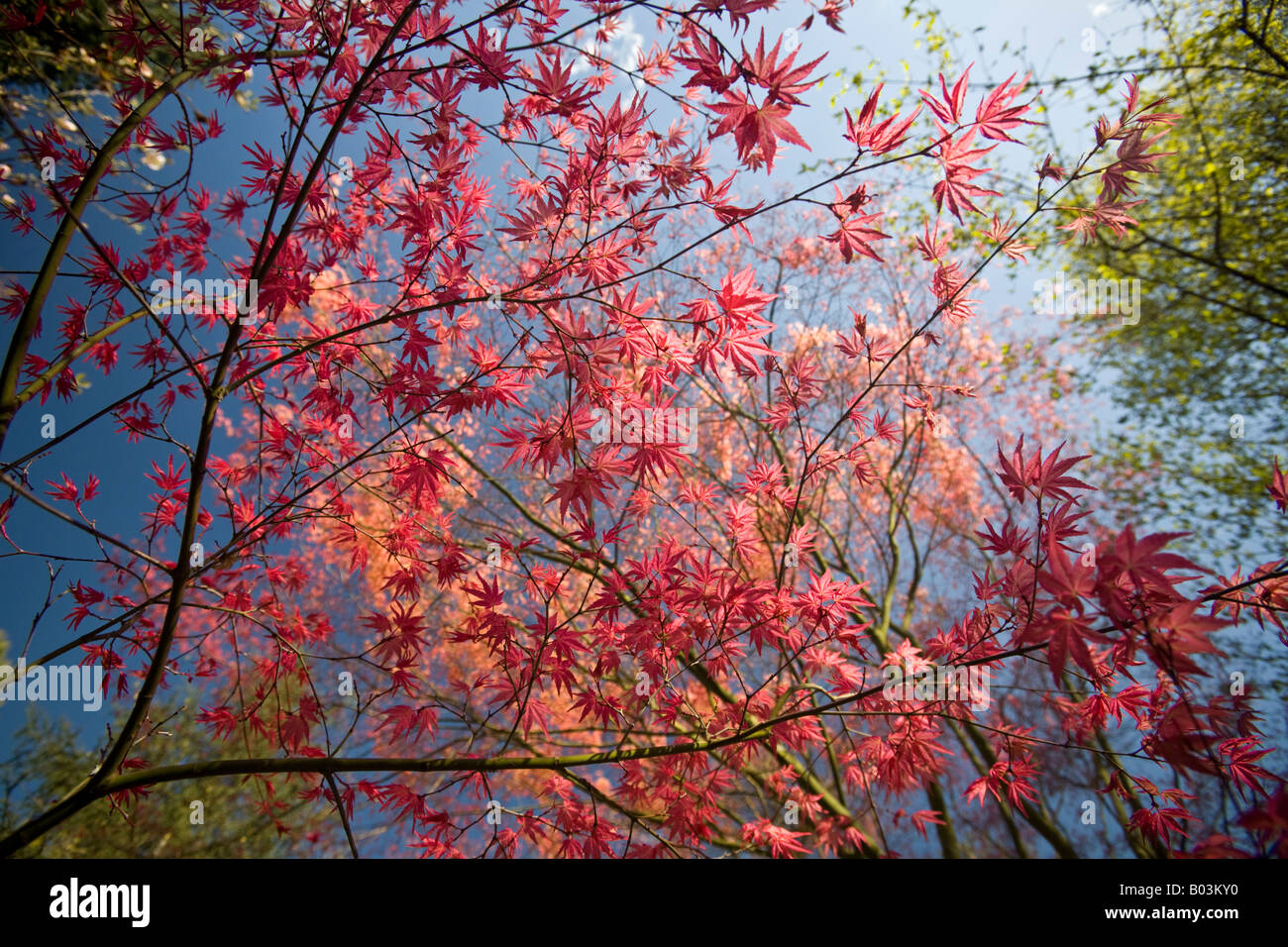 Un rojo palmate arce (Acer palmatum carminium) al comienzo de la primavera. Erable palmé rouge du debut au printemps (Francia). Foto de stock