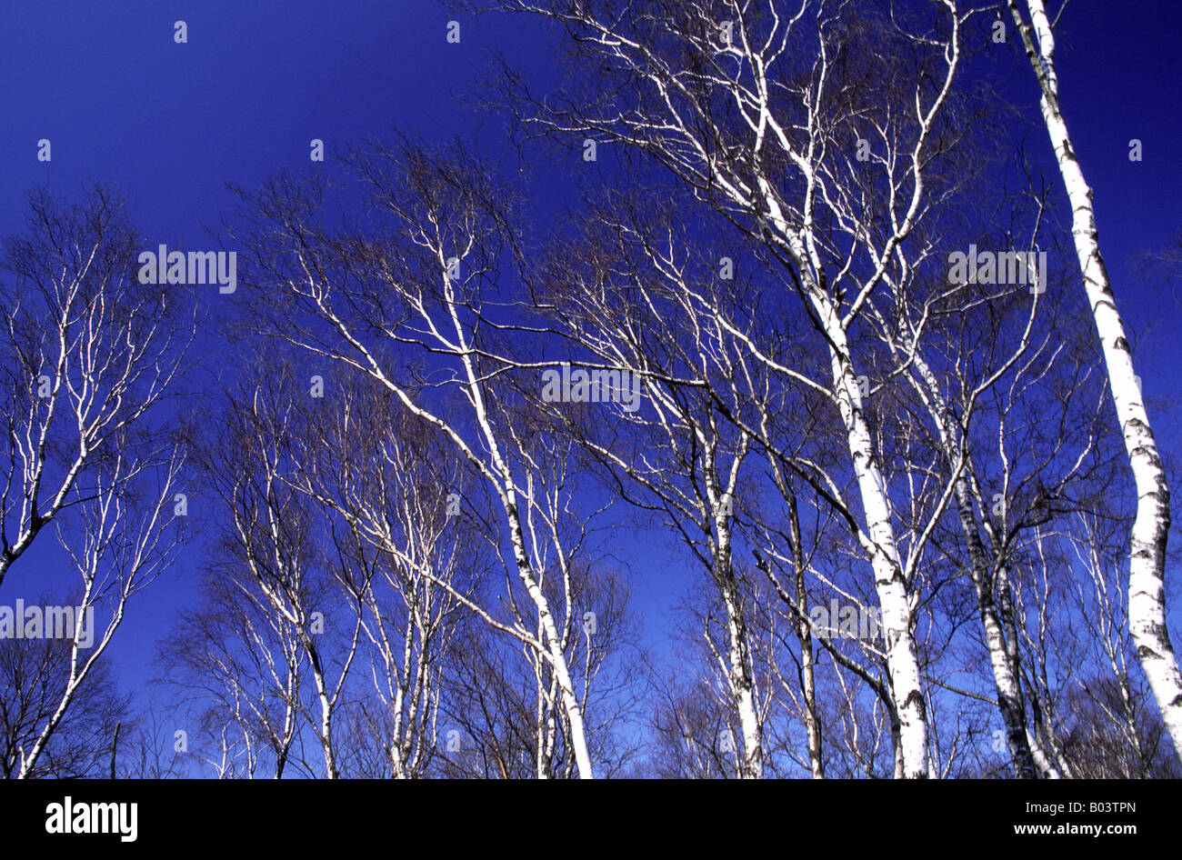 Birch bouleau Moorbirken birke betula betula Foto de stock
