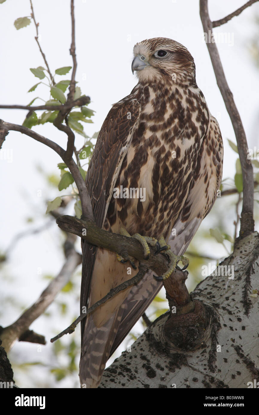 Wuergfalke halcón sacre (Falco cherrug) [] Foto de stock