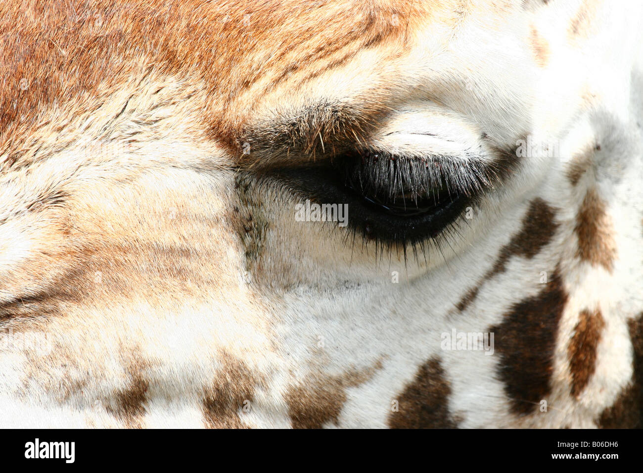 Pestañas jirafa fotografías e imágenes de alta resolución - Alamy