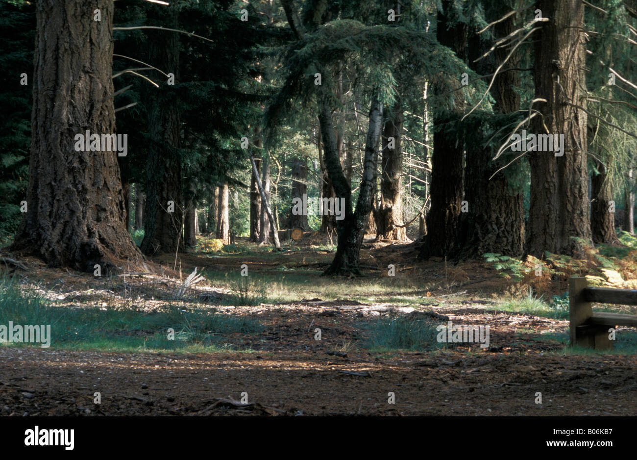 Los pinos Pseudotsuga menziesii en ornamentales Rhinefield Drive nuevo bosque Foto de stock
