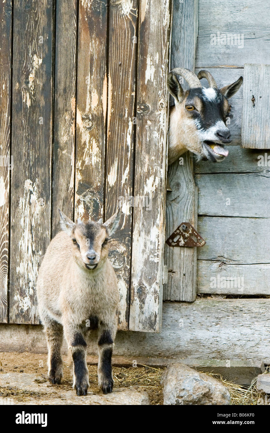 Cabra doméstica (Capra hircus, Capra aegagrus hircus). Nanny con cabeza a través de la brecha en la puerta pidiendo su joven Foto de stock