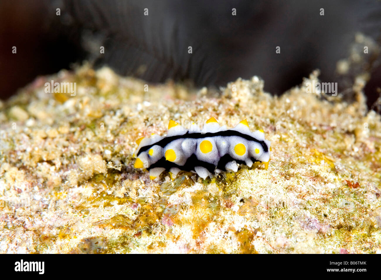 Menores de holoturias o pepinos de mar, Pearsonothuria Bohadschia graeffei graeffei, previamente. Foto de stock