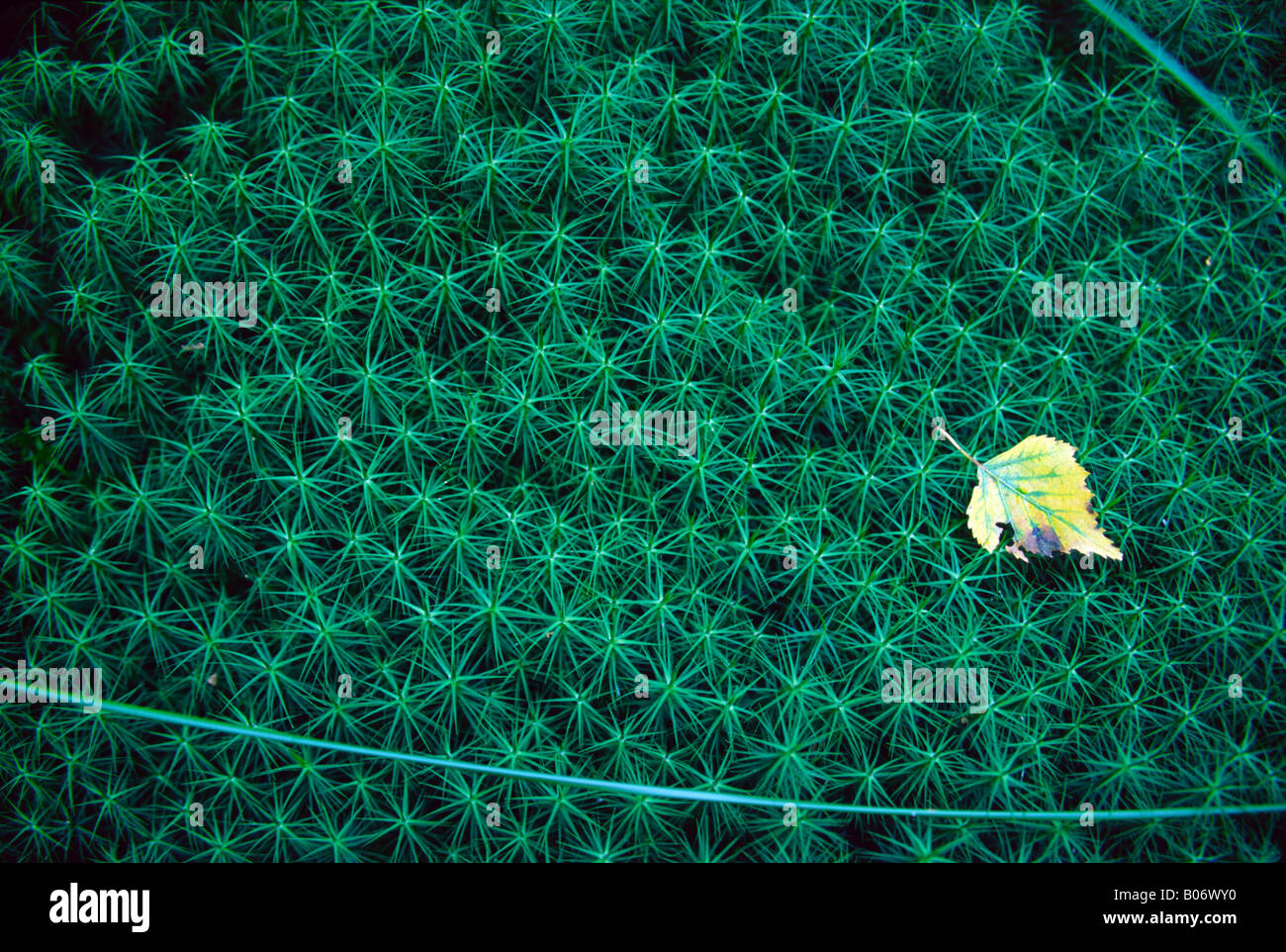 Moss Haircap común crece en un pantano en la costa oeste de Suecia Foto de stock